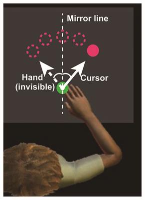 Structural Gray Matter Changes in the Hippocampus and the Primary Motor Cortex on An-Hour-to-One- Day Scale Can Predict Arm-Reaching Performance Improvement